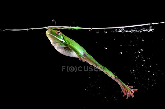 White-lipped frog swimming underwater, Indonesia — Stock Photo
