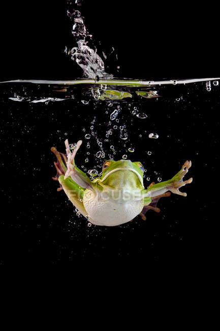 Белогубая лягушка, плавающая под водой, Индонезия — стоковое фото