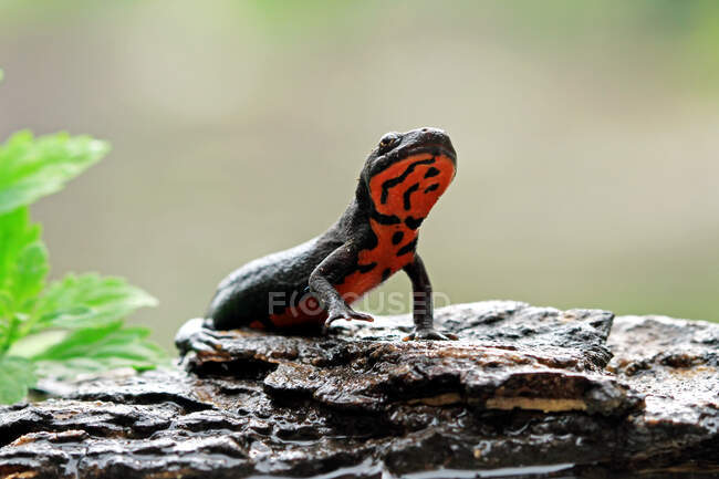 Red-bellied newt on  rock, Indonesia — Stock Photo