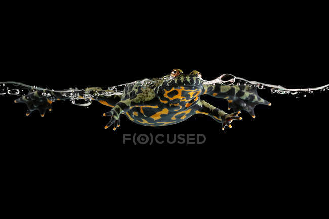 Огнебрюхая жаба, плавающая в воде, Индонезия — стоковое фото
