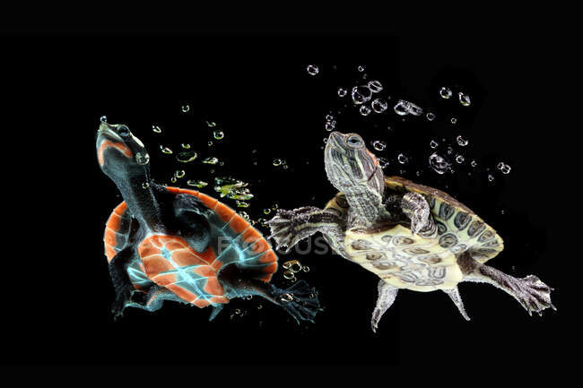 Красноухая черепаха и краснобрюхая плита, плавающая под водой, индонезия — стоковое фото