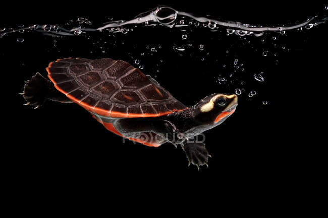 Red-bellied cooter swimming underwater, Indonesia — Stock Photo