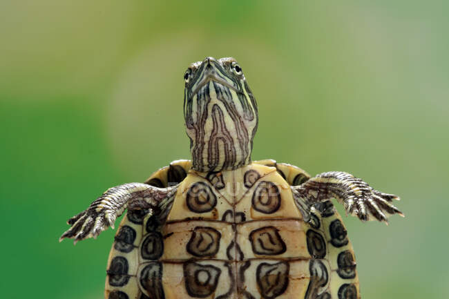 Primer plano de una tortuga corredera de orejas rojas, Indonesia - foto de stock