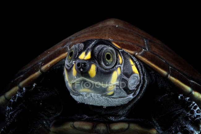 Retrato de uma tartaruga-do-rio-pintada-amarela, Indonésia — Fotografia de Stock