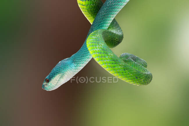 Serpiente de víbora azul indonesia y serpiente de víbora verde de labio blanco entrelazadas en una rama, Indonesia - foto de stock