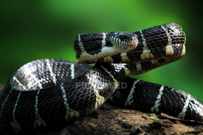 Serpente de Boiga pronta para atacar, Indonésia — Fotografia de Stock