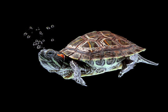 Червона вушна черепаха плаває під водою, Індонезія. — стокове фото
