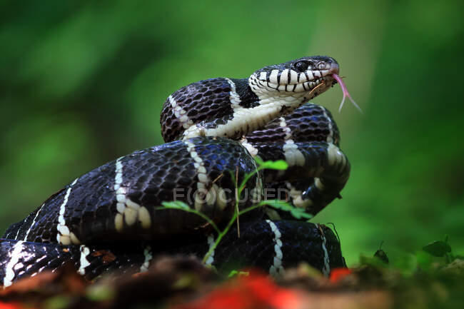 Serpente de Boiga pronta para atacar, Indonésia — Fotografia de Stock