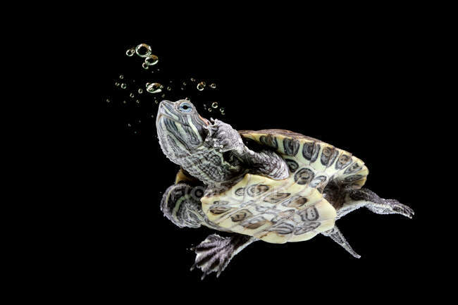Rotohr-Schildkröte schwimmt unter Wasser, Indonesien — Stockfoto