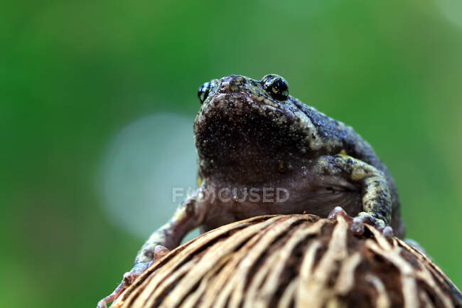 Porträt einer Blumentopfkröte auf einer Pflanze, Indonesien — Stockfoto