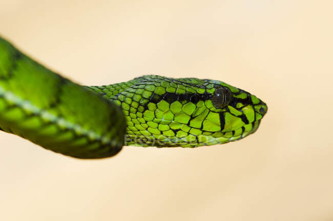 Primer plano de una serpiente víbora verde lista para atacar, Indonesia - foto de stock