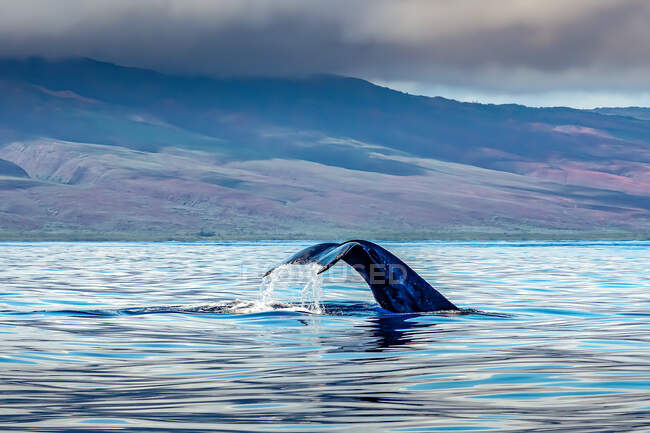 Humpback whale tail fluke in ocean, Maui, Hawaii, USA — Stock Photo
