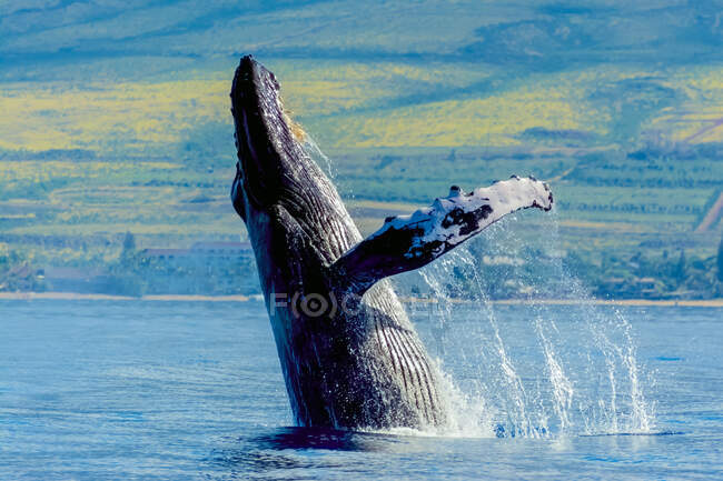 Горбатый китовый хвост в океане, Мауи, Гавайи, США — стоковое фото