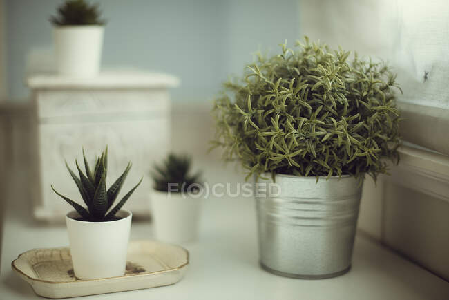 Succulent plants on a shelf by a window — Stock Photo
