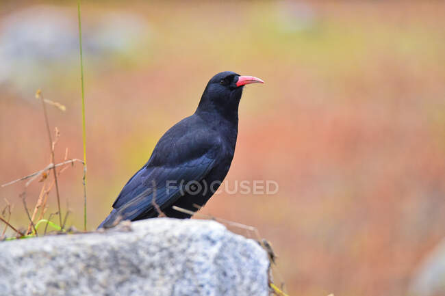 Portrait of a red-billed chough on a rock, India — Stock Photo