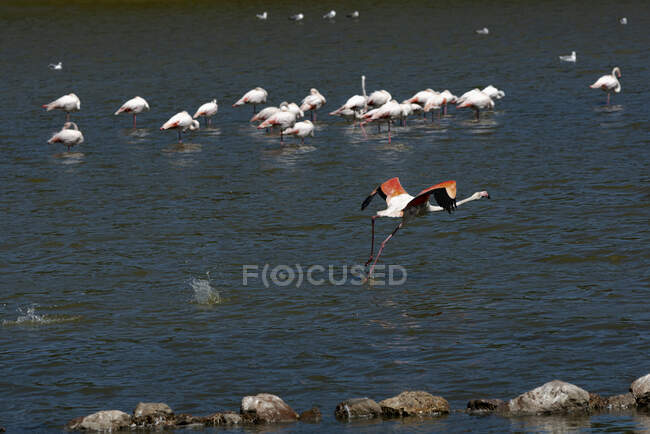 A flock of birds in the water — Stock Photo