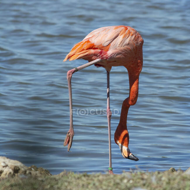Pink flamingo standing by a lake, France — Stock Photo