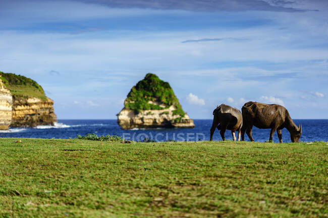 Due bufali al pascolo vicino alla spiaggia di Bile Sayak, Gunung Tunak Nature Park, Kuta Mandalika, Indonesia — Foto stock