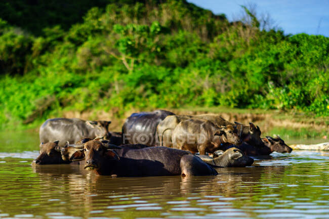 Стадо бизонов в реке, природный парк Гунунг-Тунак, Кута-Мандалика, Индонезия — стоковое фото
