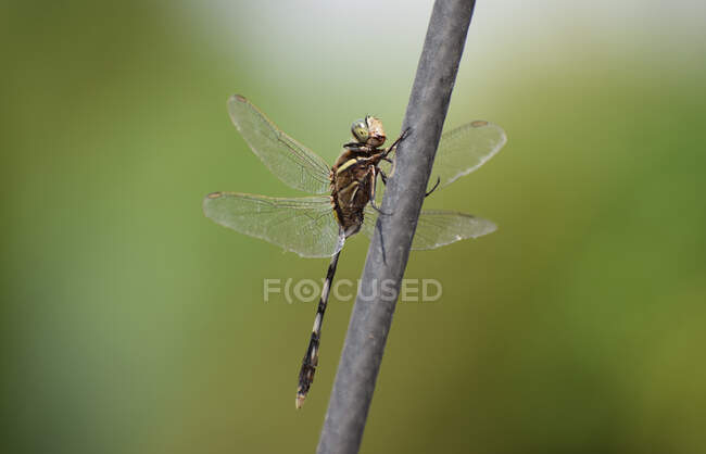 Close-up of a dragonfly on a metal pole, India — Stock Photo