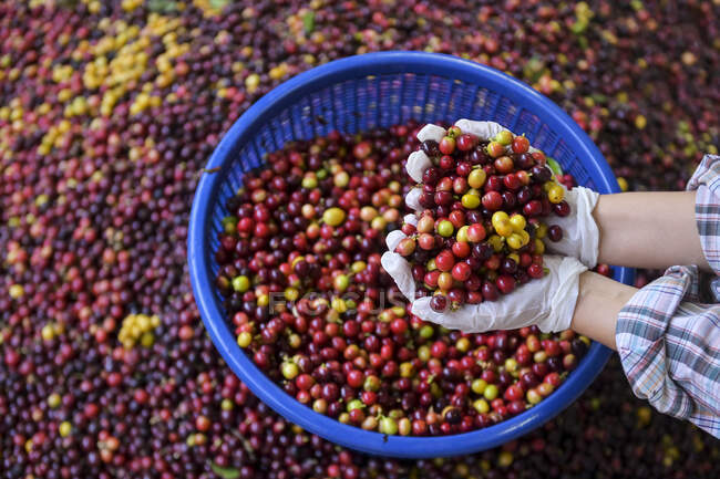 Menschliche Hände in Handschuhen halten frisch gepflückte Arabica-Kaffeebohnen — Stockfoto