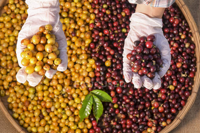 Mãos humanas em luvas segurando grãos de café Arabica recém-colhidos — Fotografia de Stock