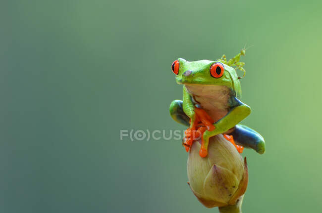 Red-eyed tree frog on a flower bud, Indonesia — Stock Photo