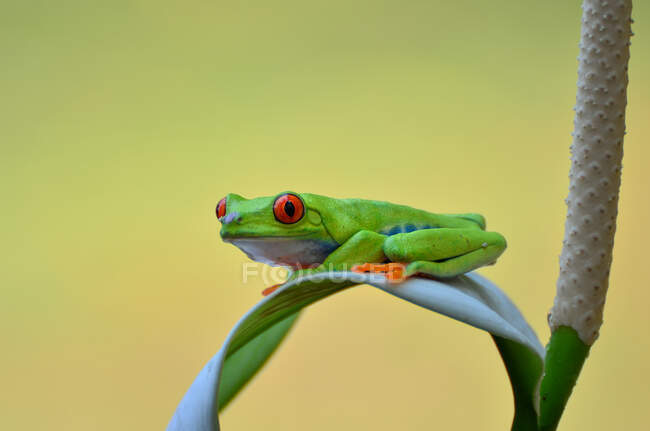 Red-eyed tree frog on a leaf, Indonesia — Stock Photo