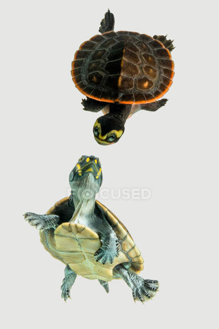 Две черепахи, плавающие под водой, Индонезия — стоковое фото