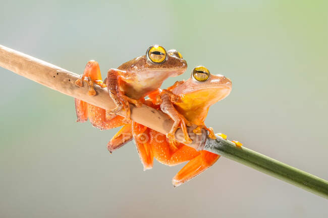 Two frogs on a plant, Indonesia — Stock Photo