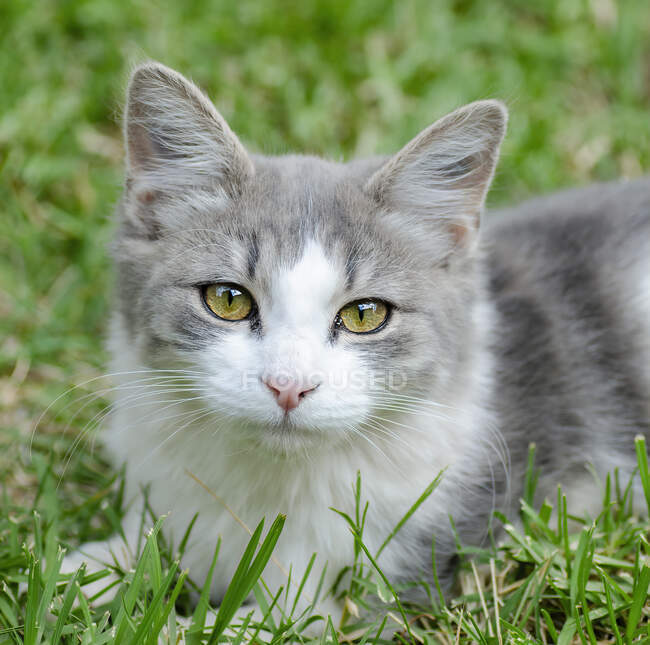 Flauschige Katze sitzt im Gras, Australien — Stockfoto