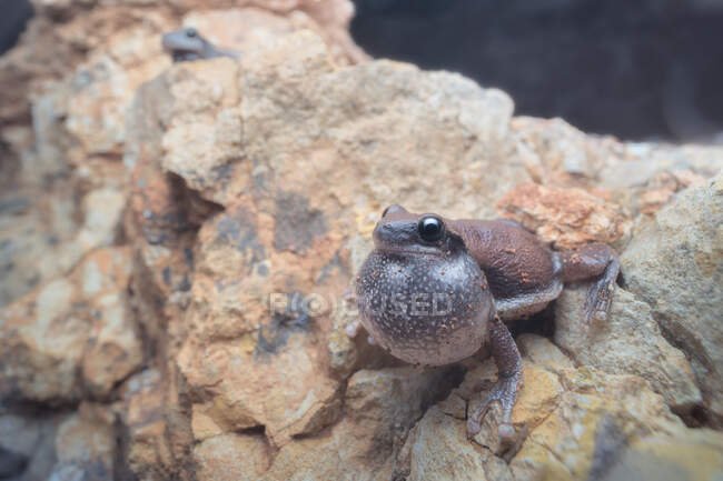 Пустельна деревна жаба (Litoria rubella) з роздутим голосовим мішечком, що сидить на скелі (Австралія). — стокове фото
