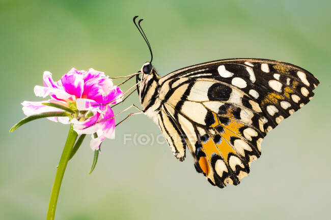 Papillon sur une fleur, Indonésie — Photo de stock
