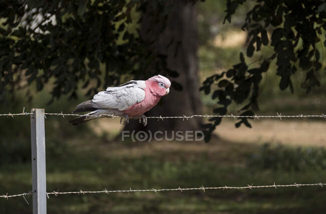 Rose peito cacatua sentado em uma cerca de arame, Austrália Ocidental, Austrália — Fotografia de Stock