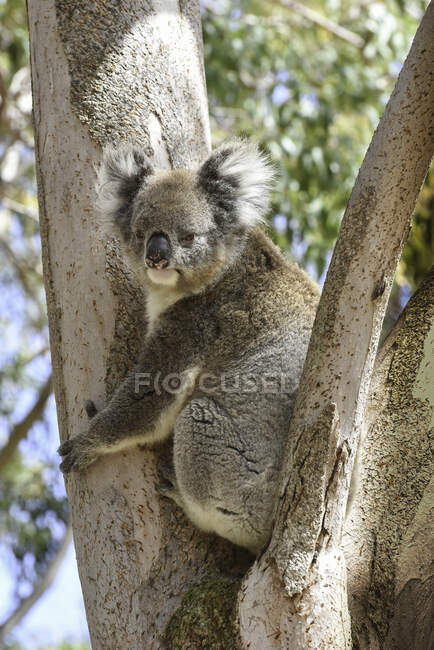 Koala sitzt in einem Kaugummibaum, Australien — Stockfoto