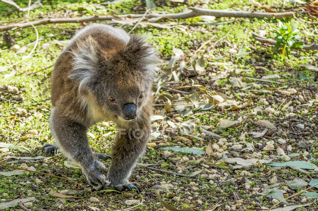 Porträt eines Koalas beim Gehen, Australien — Stockfoto