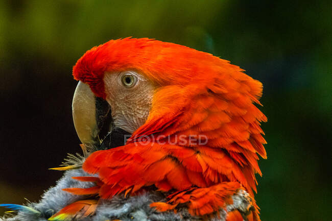 Portrait of a scarlet macaw, Indonesia — Stock Photo