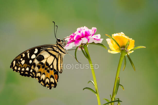 Бабочка на цветке, Индонезия — стоковое фото