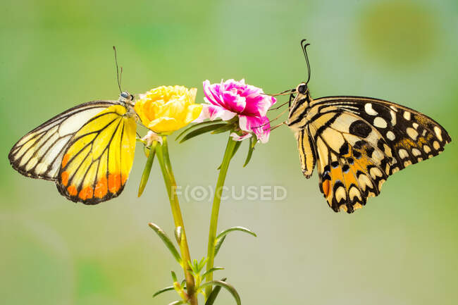 Dos mariposas en una flor, Indonesia - foto de stock