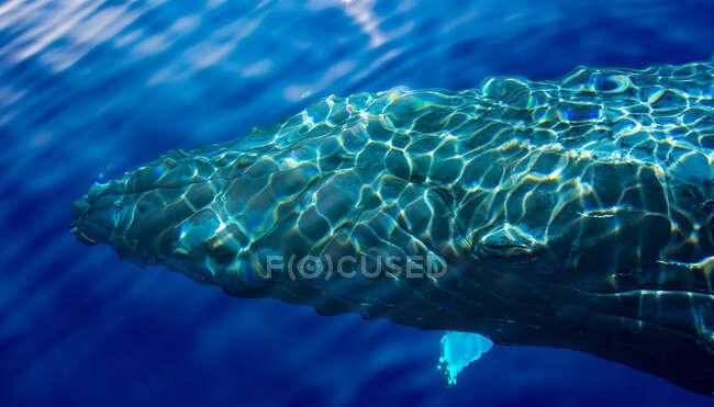 Вид сверху на горбатого кита, плавающего в океане, Мауи, Гавайи, США — стоковое фото