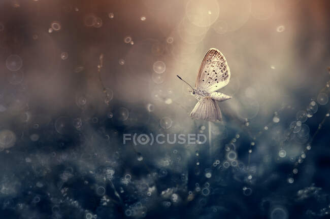 Метелик на грибі (Індонезія). — стокове фото