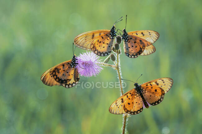 Four Butterflies on a flower, Indonesia — Stock Photo