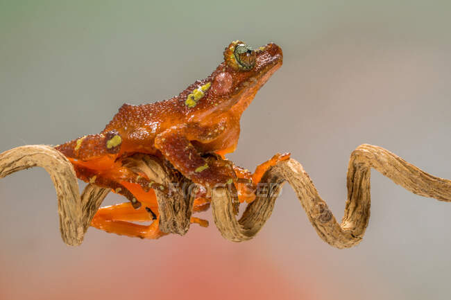 Rana arborícola en una rama, Indonesia - foto de stock
