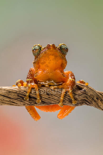 Tree frog on a branch, Indonesia — Stock Photo