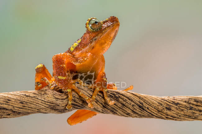 Rana arborícola en una rama, Indonesia - foto de stock