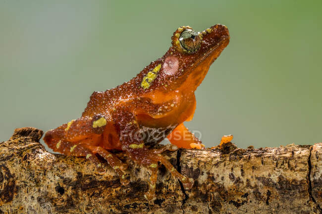 Tree frog on a branch, Indonesia — Stock Photo