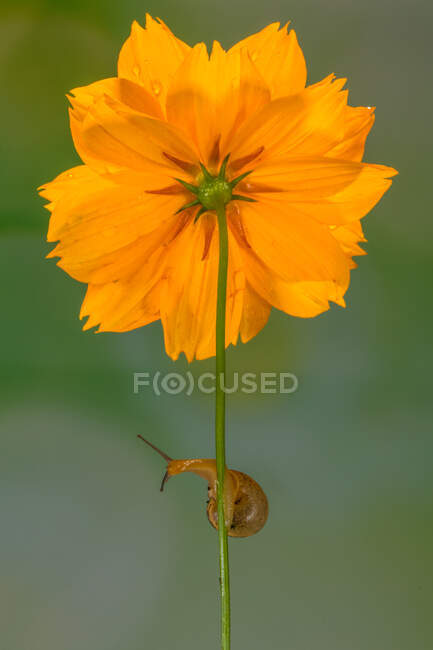 Caracol en una flor, Indonesia - foto de stock