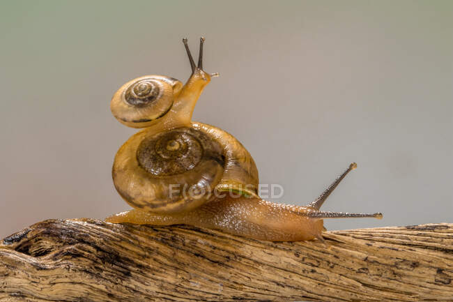 Petit escargot sur un plus gros escargot, Indonésie — Photo de stock