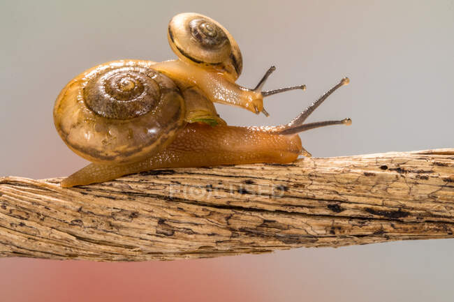 Small snail on top of a larger snail, Indonesia — Stock Photo