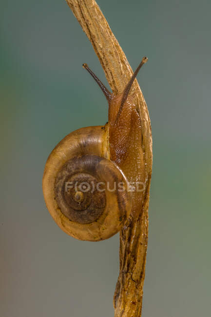 Escargot sur une branche, Indonésie — Photo de stock